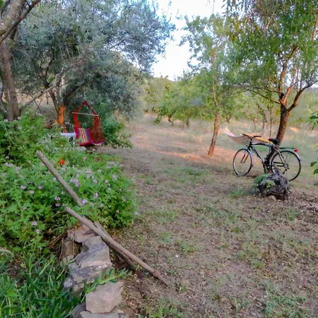 Ferulas * 오리에나